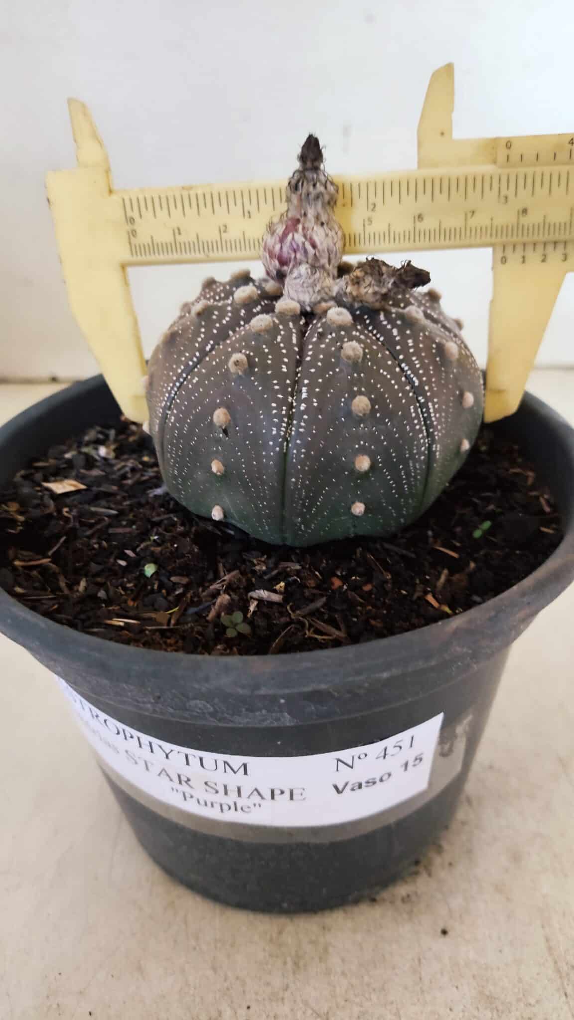 STAR SHAPE Purple 451 (7) ASTROPHYTUM ASTERIAS STAR SHAPE "Purple" Nº 451 – vaso 15 - Imagem 4