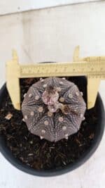 ASTROPHYTUM ASTERIAS STAR SHAPE "Purple" Nº 451 – vaso 15
