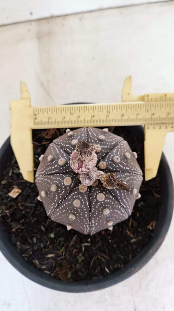 ASTROPHYTUM ASTERIAS STAR SHAPE "Purple" Nº 451 – vaso 15 - Imagem 1