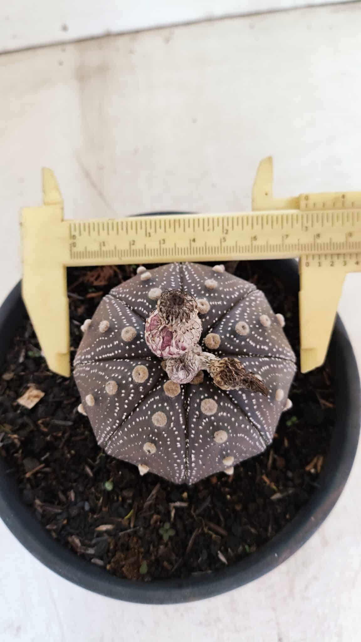STAR SHAPE Purple 451 (8) ASTROPHYTUM ASTERIAS STAR SHAPE "Purple" Nº 451 – vaso 15 - Imagem 1