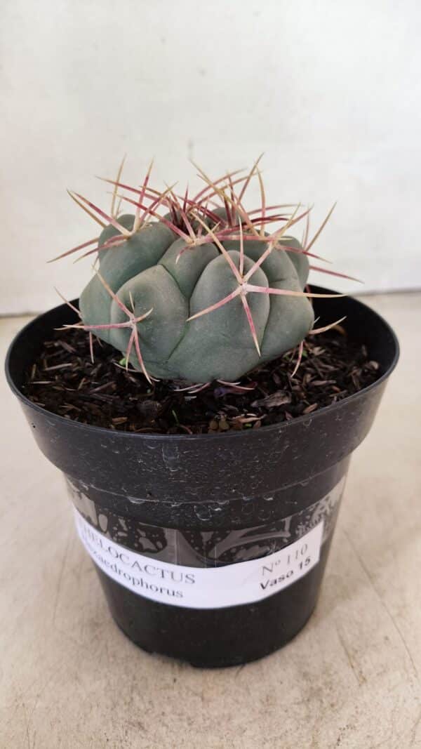 THELOCACTUS Hexaedrophorus Nº 110 – VASO 15 - Imagem 2