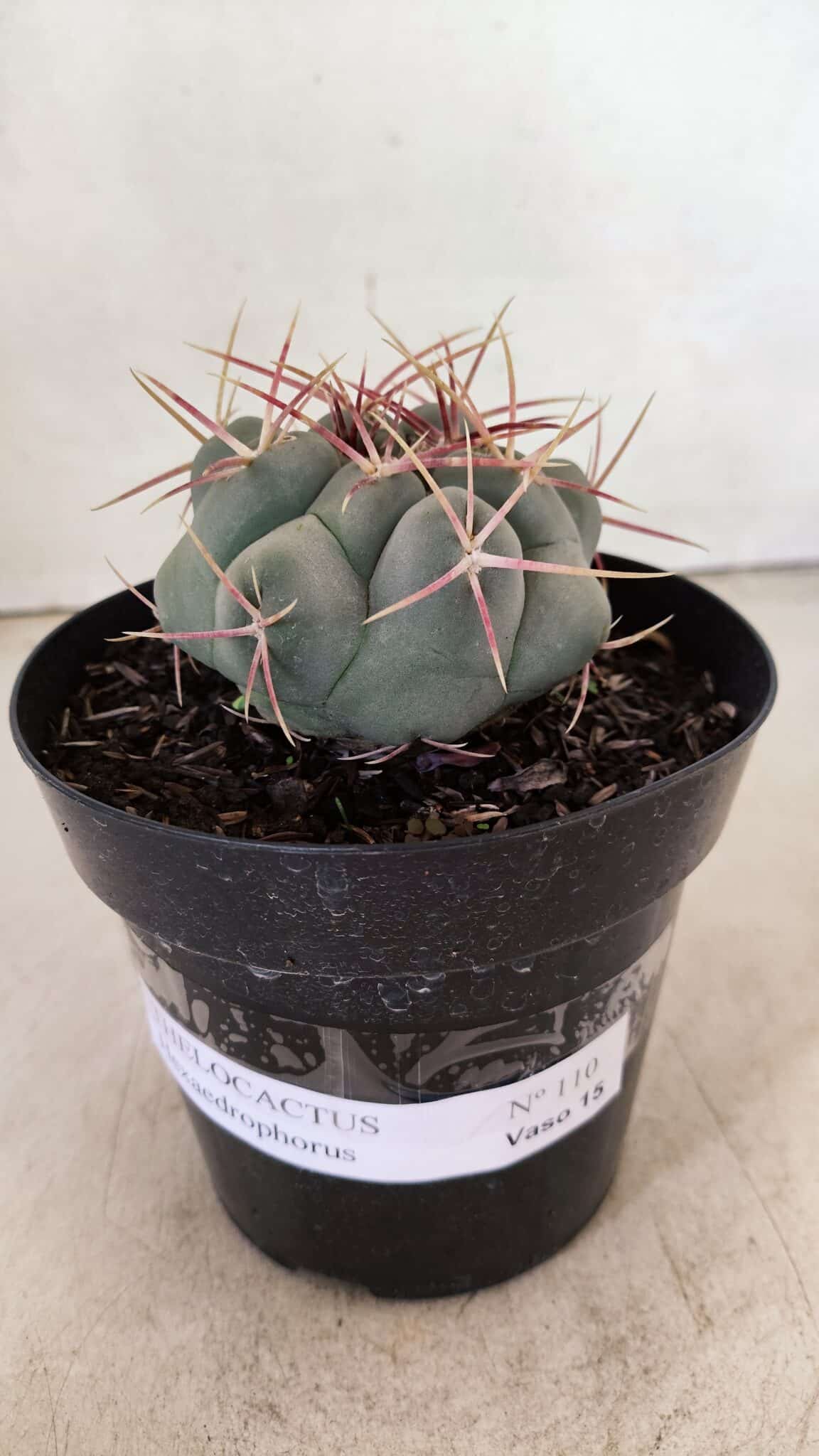 THELOCACTUS Hexaedrophorus 110 (1) THELOCACTUS Hexaedrophorus Nº 110 – VASO 15 - Imagem 2