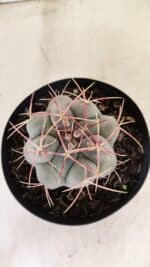 THELOCACTUS Hexaedrophorus Nº 110 – VASO 15 - Imagem 3