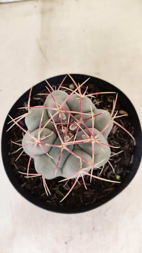 THELOCACTUS Hexaedrophorus Nº 110 – VASO 15 - Imagem 3