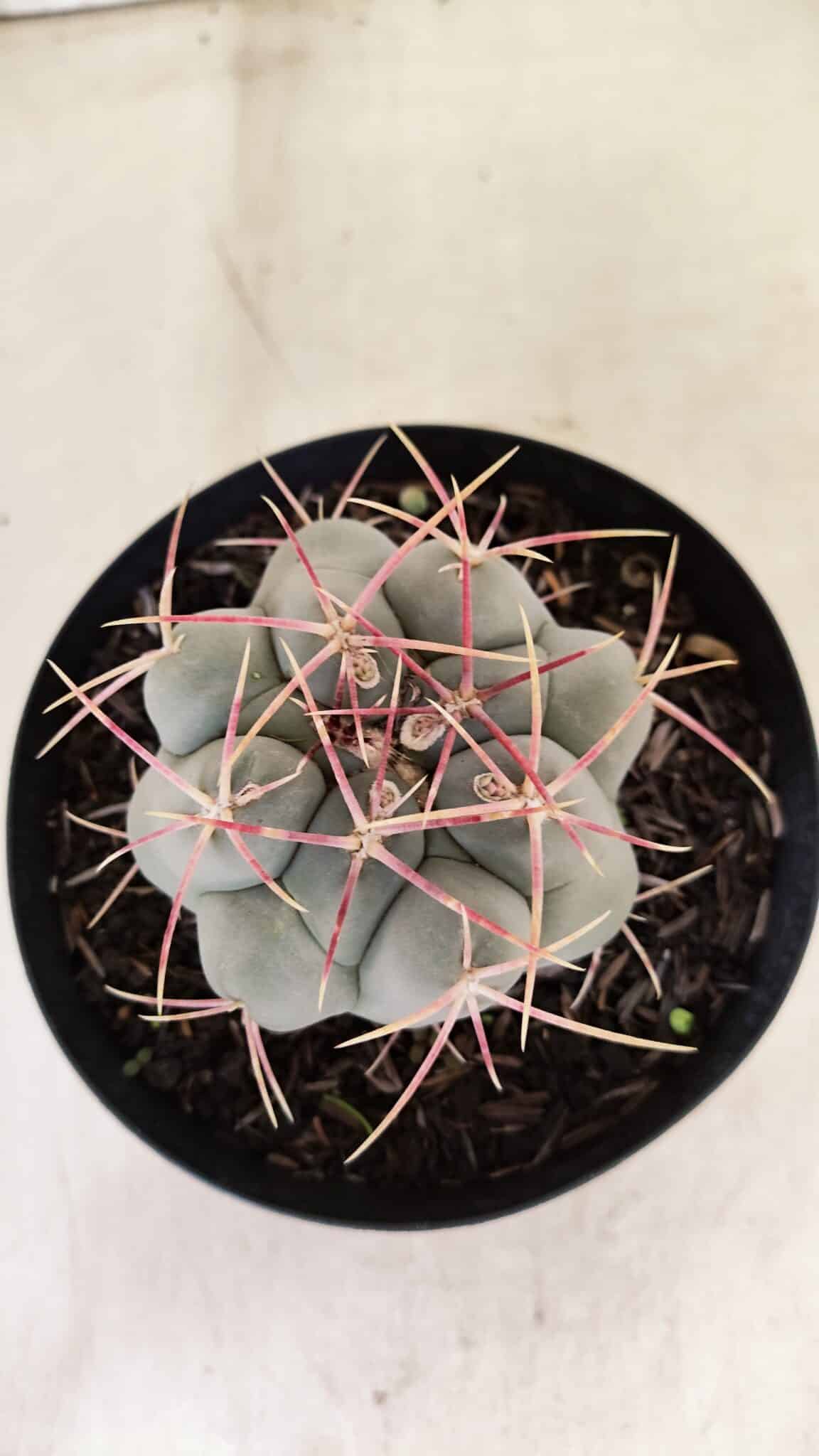 THELOCACTUS Hexaedrophorus 110 (2) THELOCACTUS Hexaedrophorus Nº 110 – VASO 15 - Imagem 3