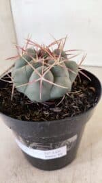 THELOCACTUS Hexaedrophorus Nº 110 – VASO 15 - Imagem 8
