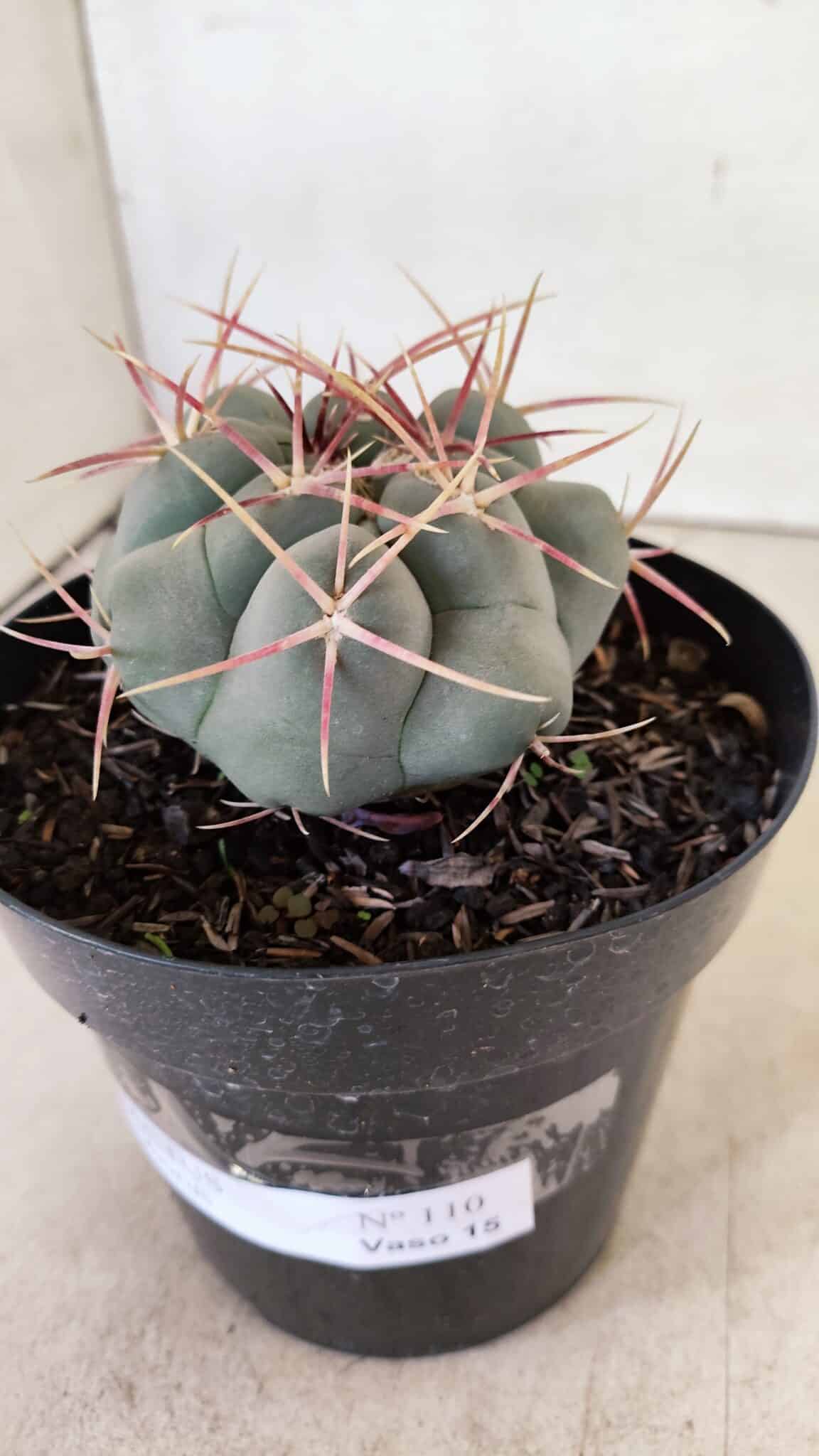 THELOCACTUS Hexaedrophorus 110 (3) THELOCACTUS Hexaedrophorus Nº 110 – VASO 15 - Imagem 8