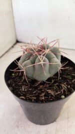 THELOCACTUS Hexaedrophorus Nº 110 – VASO 15 - Imagem 7