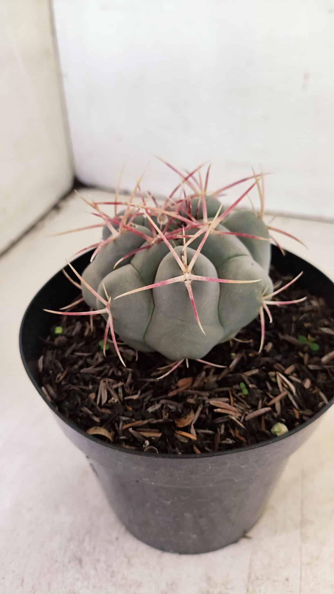THELOCACTUS Hexaedrophorus 110 (4) THELOCACTUS Hexaedrophorus Nº 110 – VASO 15 - Imagem 7
