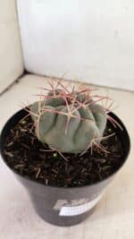 THELOCACTUS Hexaedrophorus Nº 110 – VASO 15 - Imagem 6