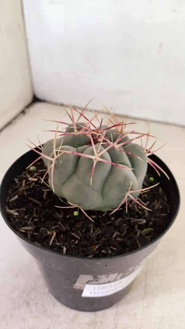 THELOCACTUS Hexaedrophorus Nº 110 – VASO 15 - Imagem 6