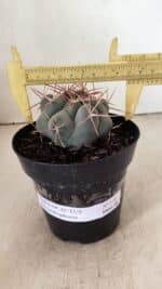 THELOCACTUS Hexaedrophorus Nº 110 – VASO 15