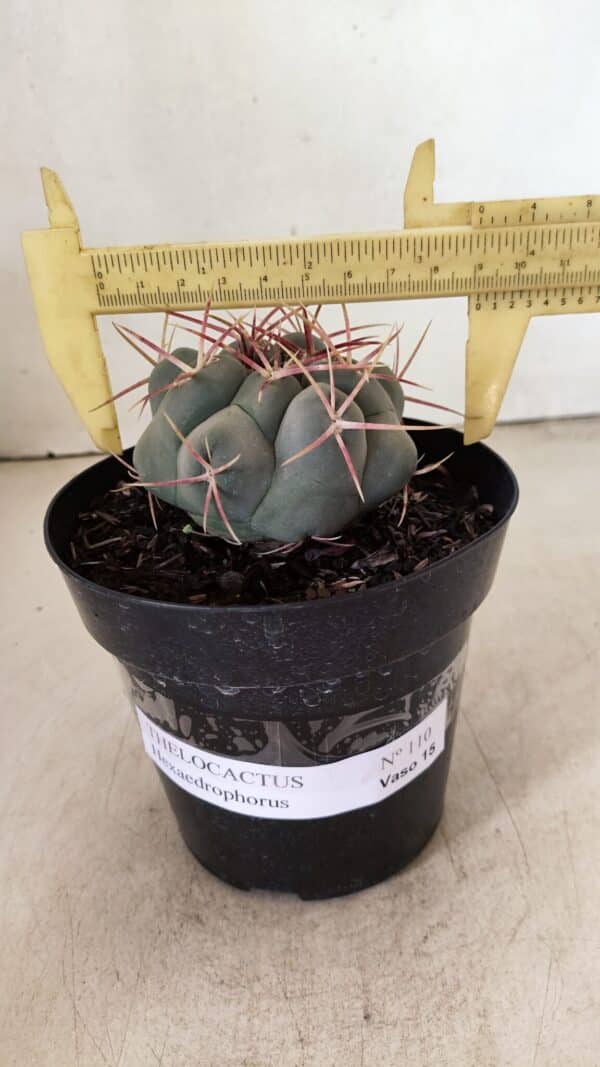 THELOCACTUS Hexaedrophorus Nº 110 – VASO 15 - Imagem 1