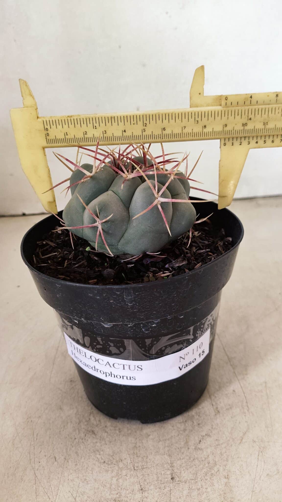 THELOCACTUS Hexaedrophorus 110 (6) THELOCACTUS Hexaedrophorus Nº 110 – VASO 15 - Imagem 1
