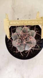 THELOCACTUS Hexaedrophorus Nº 110 – VASO 15 - Imagem 5