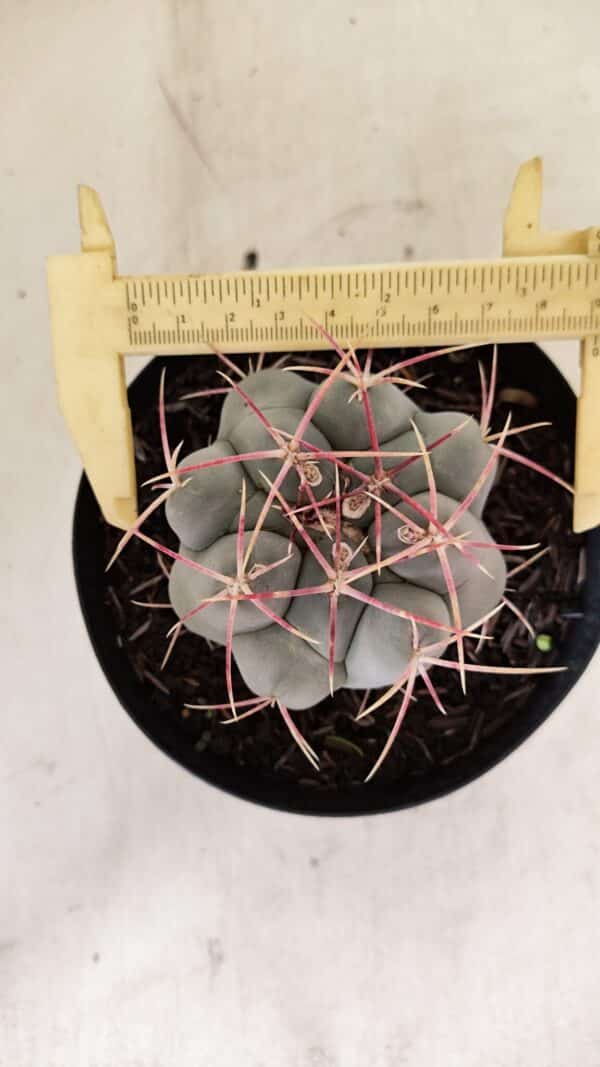 THELOCACTUS Hexaedrophorus Nº 110 – VASO 15 - Imagem 5