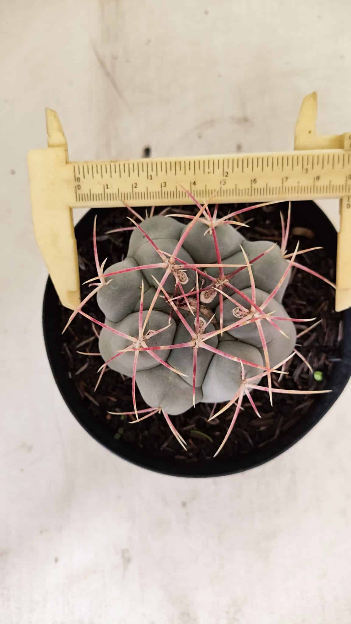 THELOCACTUS Hexaedrophorus 110 (7) THELOCACTUS Hexaedrophorus Nº 110 – VASO 15 - Imagem 5