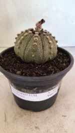 MATRIZ ASTROPHYTUM ASTERIAS Nº 1050 – vaso 15 - Imagem 2