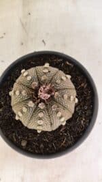 MATRIZ ASTROPHYTUM ASTERIAS Nº 1050 – vaso 15 - Imagem 3