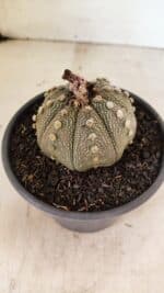 MATRIZ ASTROPHYTUM ASTERIAS Nº 1050 – vaso 15 - Imagem 7