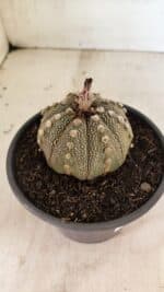 MATRIZ ASTROPHYTUM ASTERIAS Nº 1050 – vaso 15 - Imagem 6