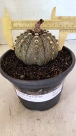 MATRIZ ASTROPHYTUM ASTERIAS Nº 1050 – vaso 15 - Imagem 4
