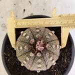 MATRIZ ASTROPHYTUM ASTERIAS Nº 1050 – vaso 15