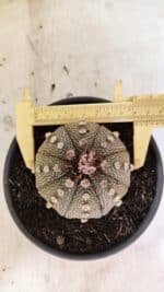 MATRIZ ASTROPHYTUM ASTERIAS Nº 1050 – vaso 15