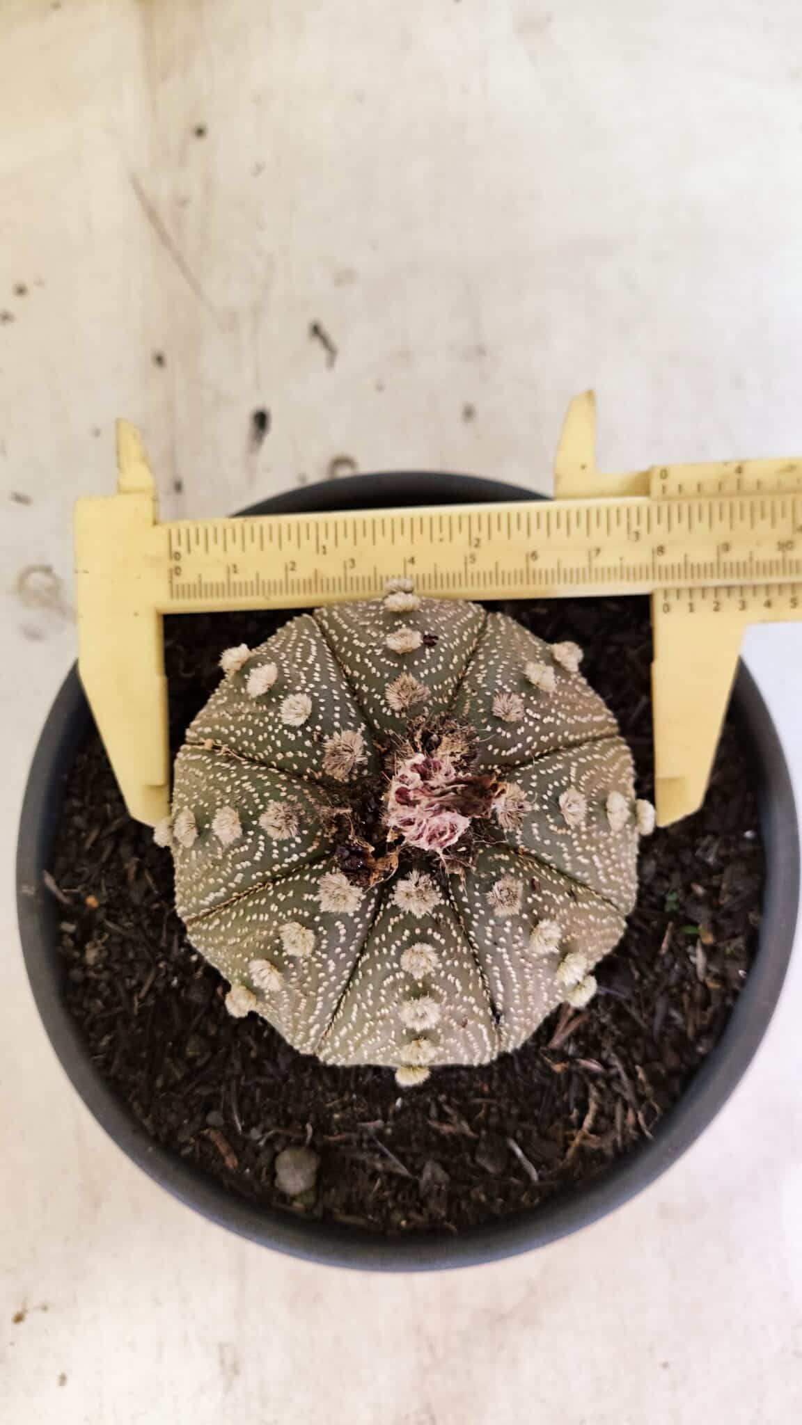 ASTERIAS 1050 (7) MATRIZ ASTROPHYTUM ASTERIAS Nº 1050 – vaso 15 - Imagem 1