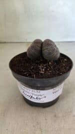 ASTROPHYTUM ASTERIAS BICÉFALO “Purple”  Nº 905 – vaso 11 - Imagem 2