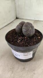 ASTROPHYTUM ASTERIAS BICÉFALO “Purple”  Nº 905 – vaso 11 - Imagem 7