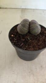 ASTROPHYTUM ASTERIAS BICÉFALO “Purple”  Nº 905 – vaso 11 - Imagem 9