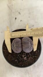 ASTROPHYTUM ASTERIAS BICÉFALO “Purple”  Nº 905 – vaso 11 - Imagem 5