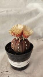 ASTROPHYTUM ASTERIAS “Purple” Nº 1010 – vaso 09 - Imagem 2