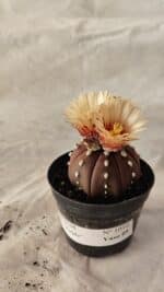 ASTROPHYTUM ASTERIAS “Purple” Nº 1010 – vaso 09 - Imagem 8