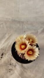 ASTROPHYTUM ASTERIAS “Purple” Nº 1010 – vaso 09 - Imagem 3