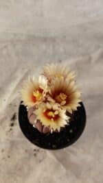 ASTROPHYTUM ASTERIAS “Purple” Nº 1010 – vaso 09