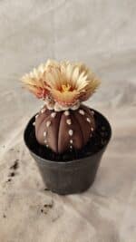ASTROPHYTUM ASTERIAS “Purple” Nº 1010 – vaso 09 - Imagem 7