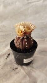 ASTROPHYTUM ASTERIAS “Purple” Nº 1010 – vaso 09 - Imagem 6