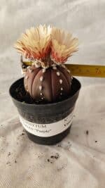 ASTROPHYTUM ASTERIAS “Purple” Nº 1010 – vaso 09 - Imagem 4