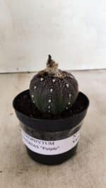 ASTROPHYTUM ASTERIAS “Purple” Nº 1011 – vaso 09 - Imagem 2