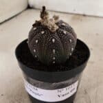 ASTROPHYTUM ASTERIAS “Purple”  Nº 1011 – vaso 09
