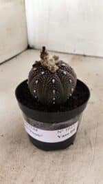 ASTROPHYTUM ASTERIAS “Purple” Nº 1011 – vaso 09
