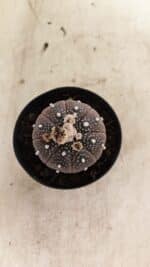 ASTROPHYTUM ASTERIAS “Purple” Nº 1011 – vaso 09 - Imagem 3