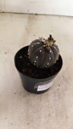 ASTROPHYTUM ASTERIAS “Purple” Nº 1011 – vaso 09 - Imagem 7