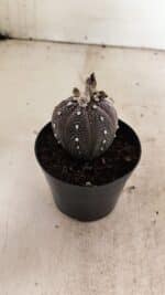 ASTROPHYTUM ASTERIAS “Purple” Nº 1011 – vaso 09 - Imagem 6