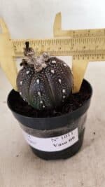 ASTROPHYTUM ASTERIAS “Purple” Nº 1011 – vaso 09 - Imagem 4