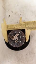 ASTROPHYTUM ASTERIAS “Purple” Nº 1011 – vaso 09 - Imagem 5