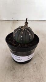 ASTROPHYTUM ASTERIAS “Purple”  Nº 1012 – vaso 09 - Imagem 2