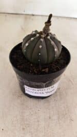 ASTROPHYTUM ASTERIAS “Purple”  Nº 1012 – vaso 09 - Imagem 8